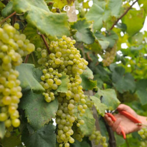 Nho - nguyên liệu sản xuất rượu vang trắng